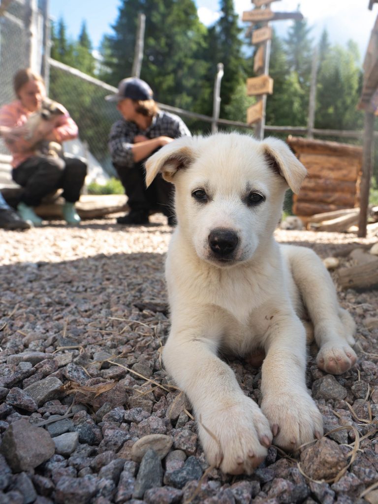 Husky Farm Summer