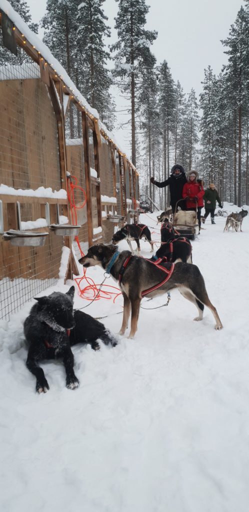 Dog Sledding