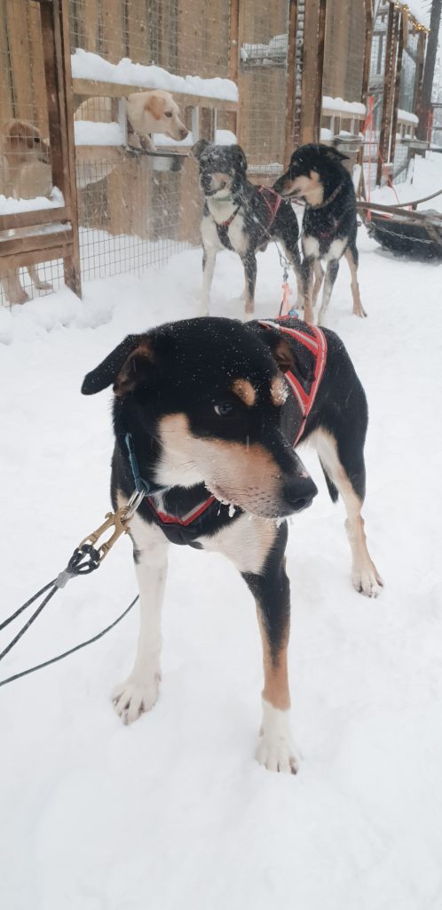Dog at Husky Farm