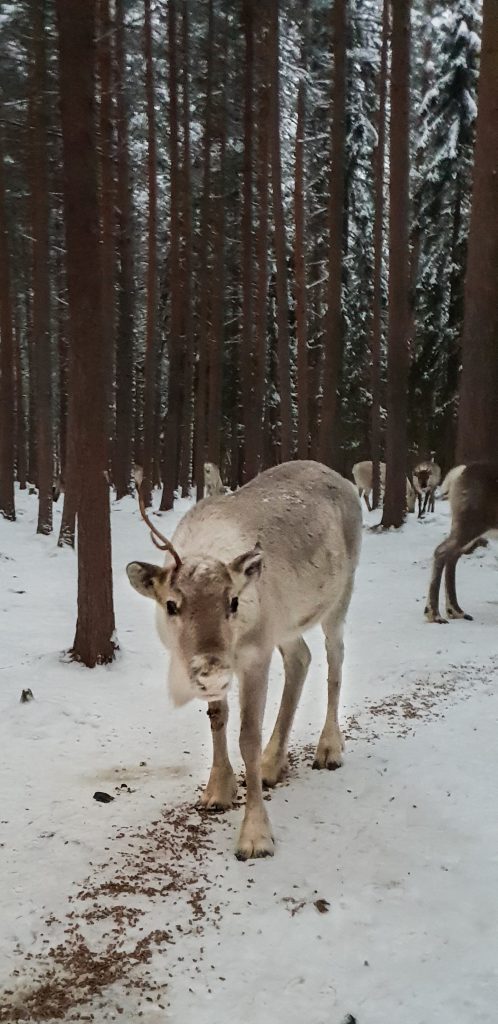 Reindeer Farm Visit