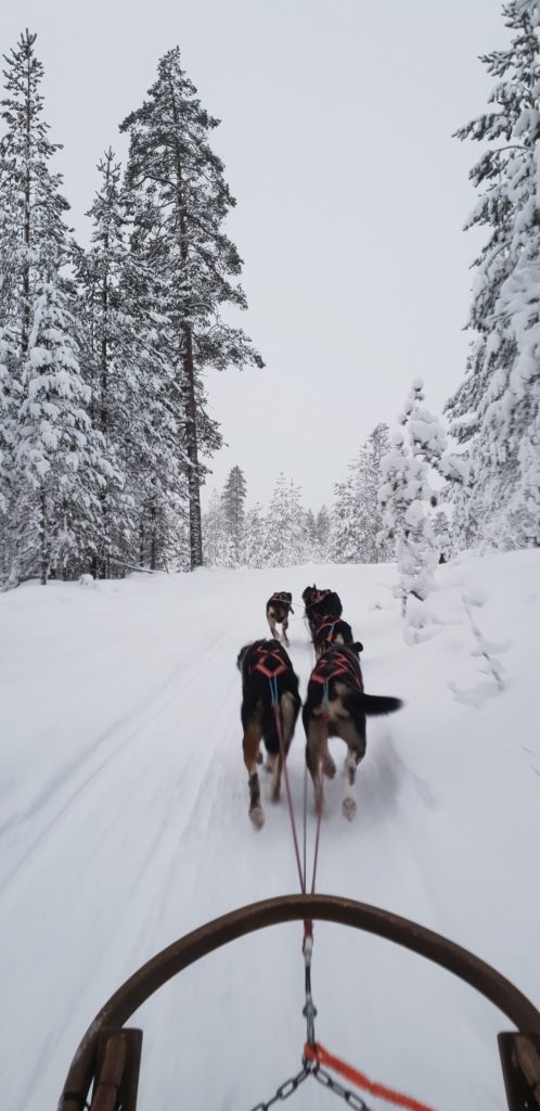Dog Sledding