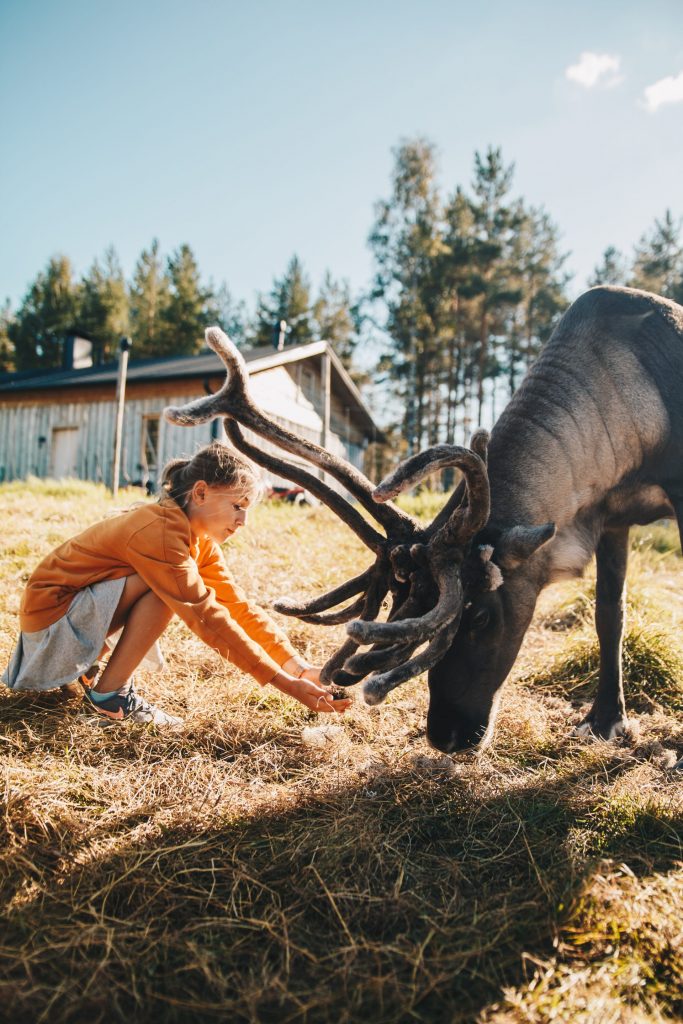 best reindeer tour summer Rovaniemi