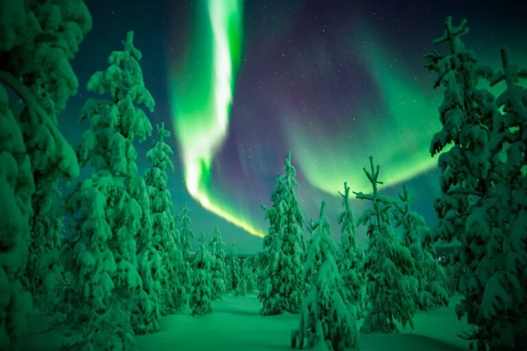Northern lights above a snowy forest in Lapland