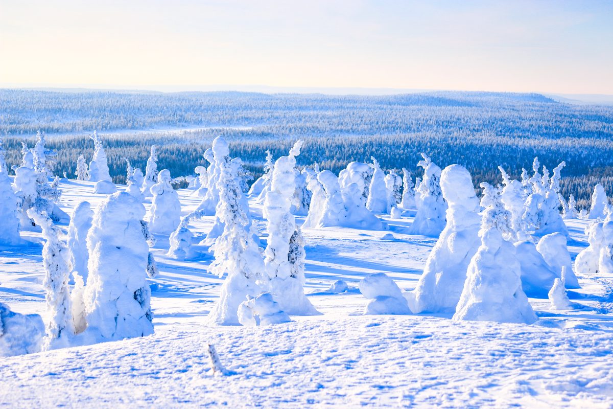 Tykky - snowy trees typical for Riisitunturi