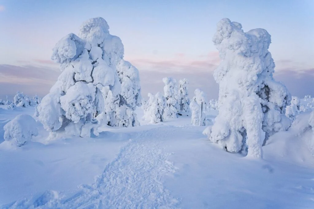 Snowy Taiga forest and frozen river in Rovaniemi, Finnish Lapland, on a winter afternoon