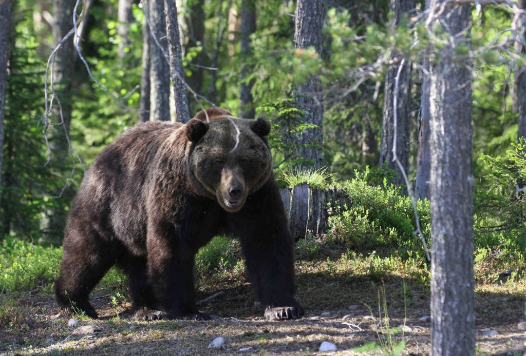 Bear watching summer