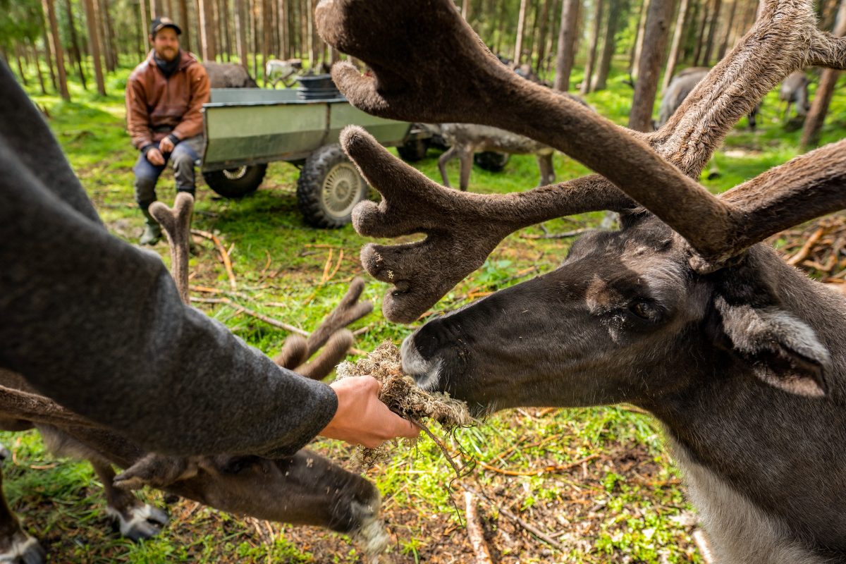 Feeding the reindeer at the farm