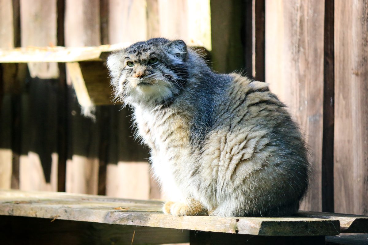 Amur leopard cat