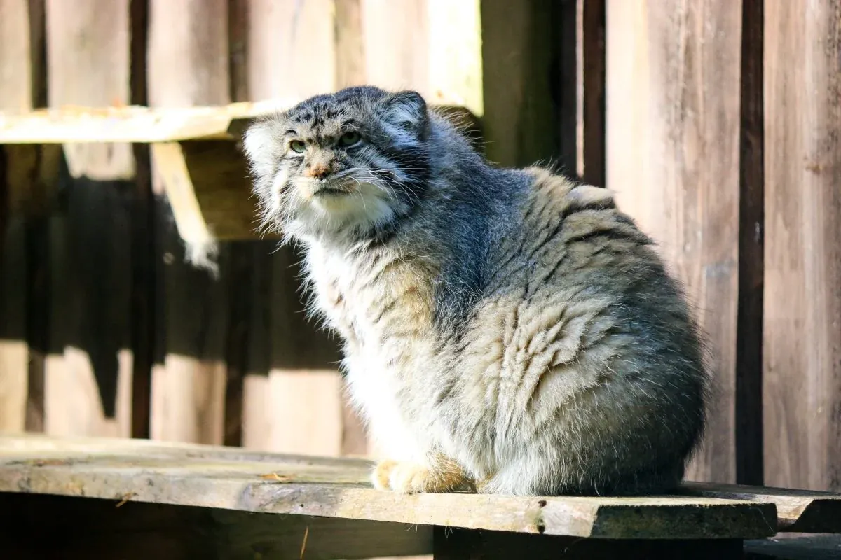 Amur leopard cat