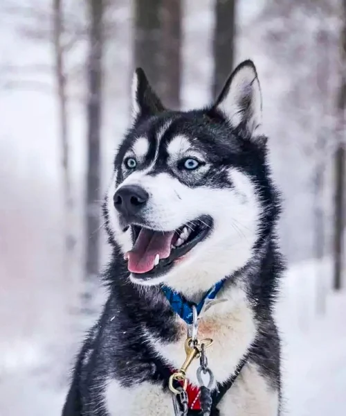 Husky Farm Visit and Husky Safari