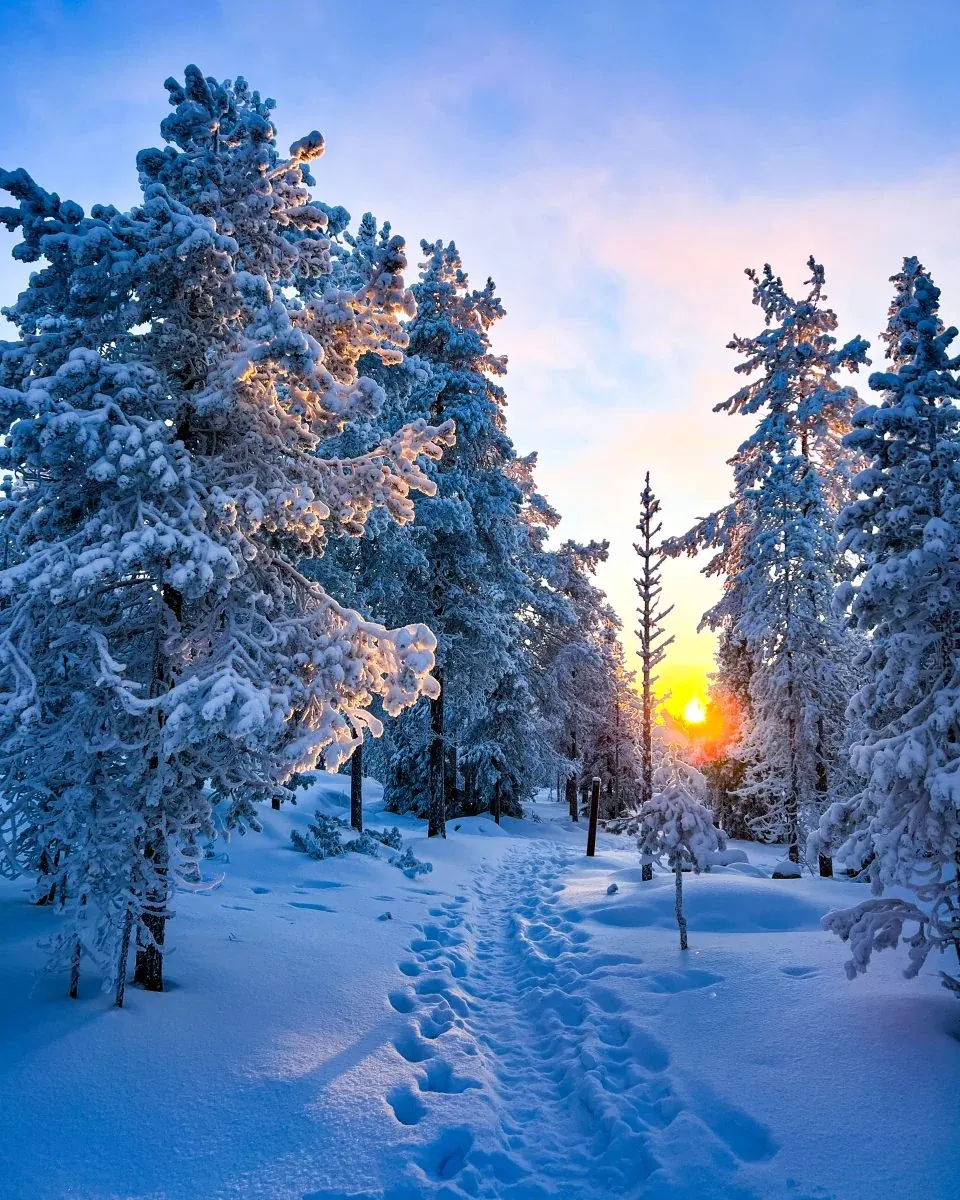 Wild About Lapland experience