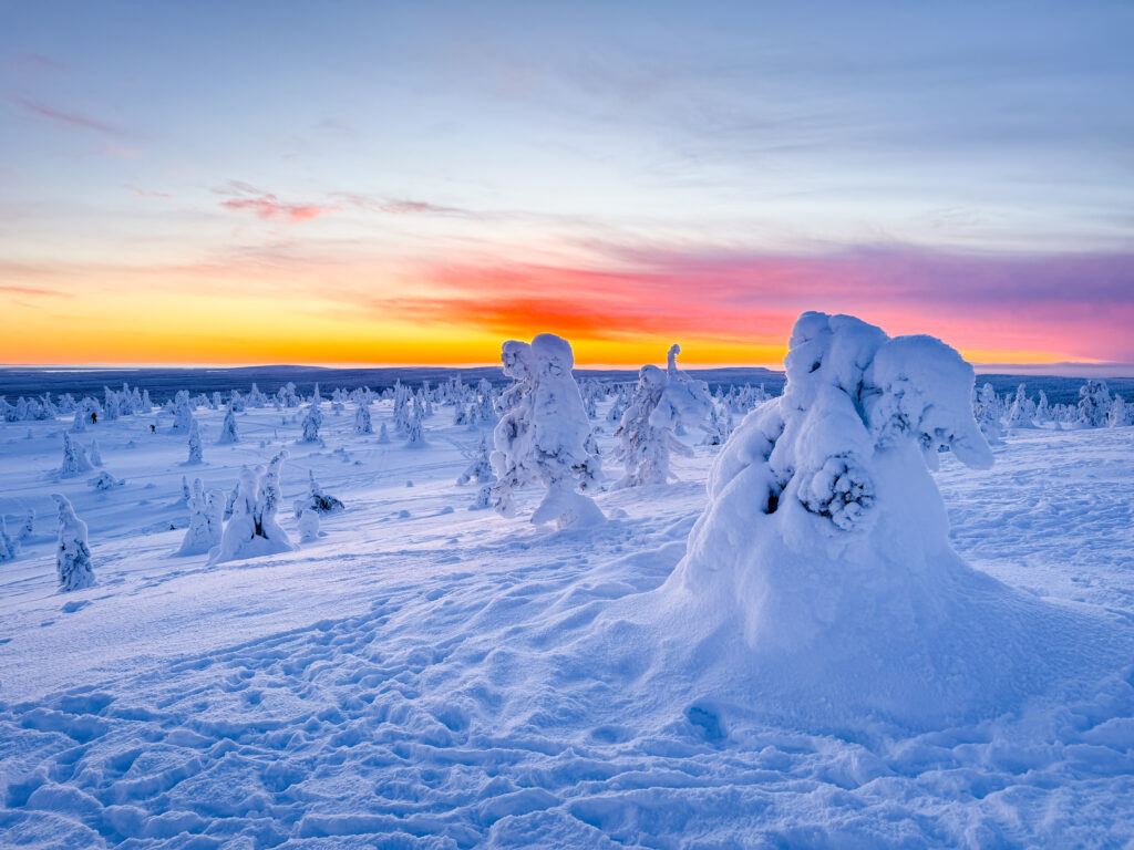 Winter scenery and snowy giants in Riisitunturi