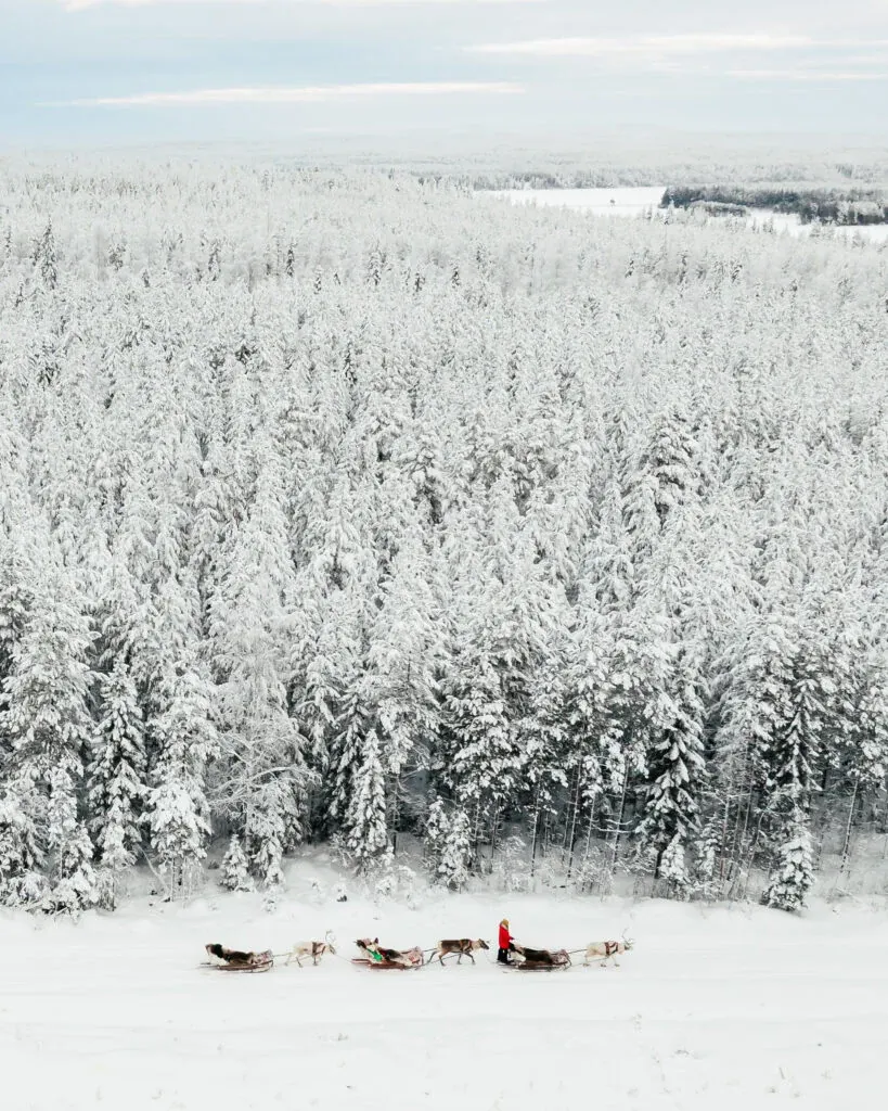 Daytime Reindeer Safari - 3-hour Wilderness Experience in Rovaniemi