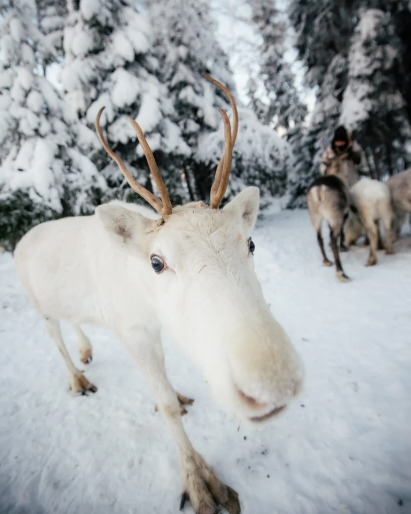 Daytime Reindeer Safari - 3-hour Wilderness Experience in Rovaniemi