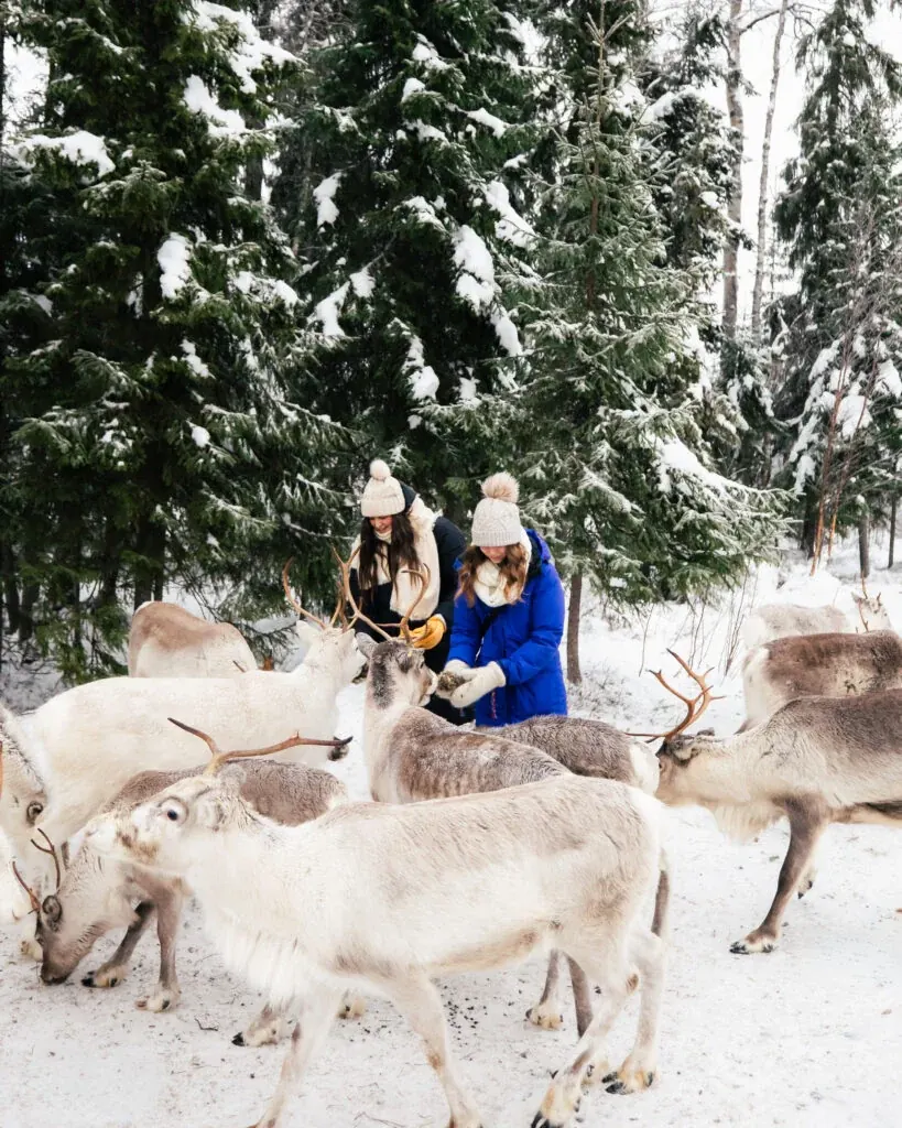 Daytime Reindeer Safari - 3-hour Wilderness Experience in Rovaniemi