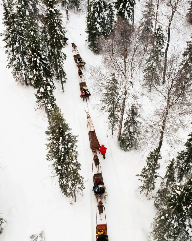 Daytime reindeer safari 3 hour wilderness experience in rovaniemi