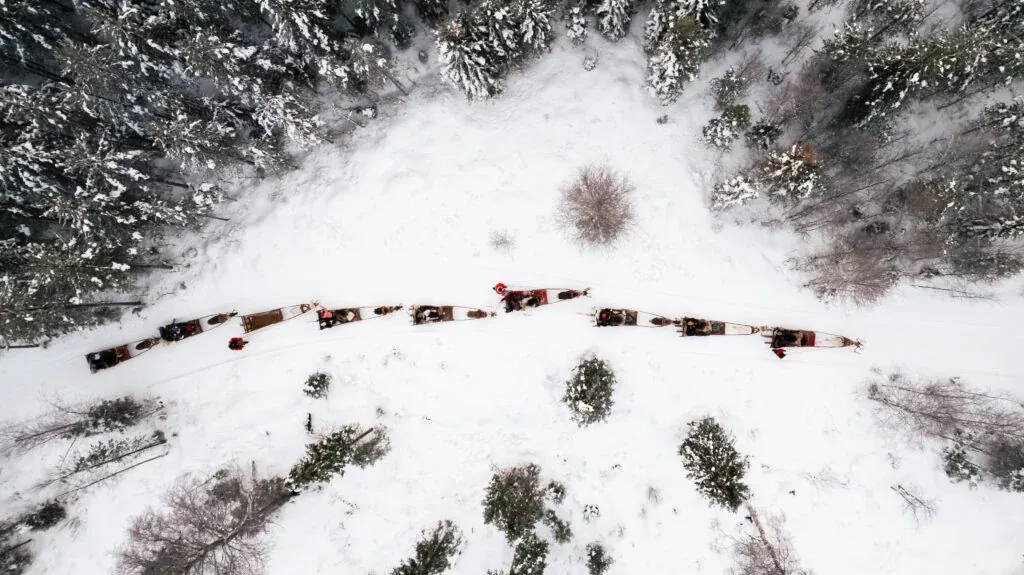 Daytime reindeer safari 3 hour wilderness experience in rovaniemi