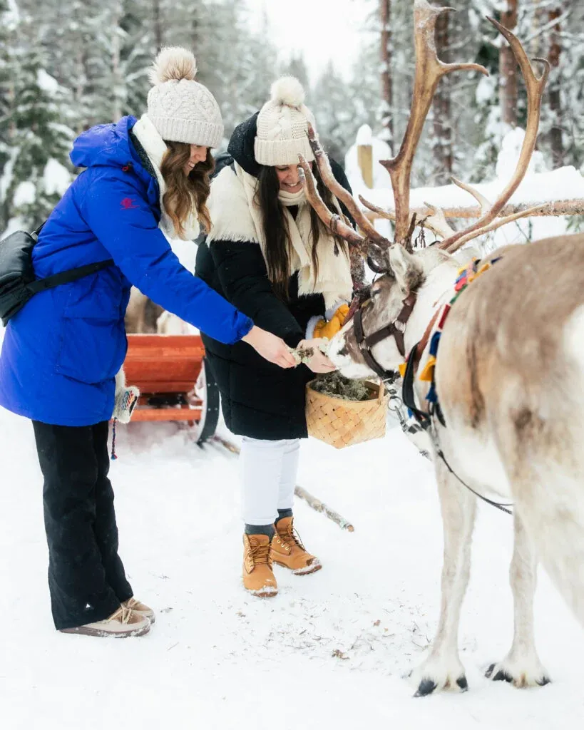 Daytime reindeer safari 3 hour wilderness experience in rovaniemi