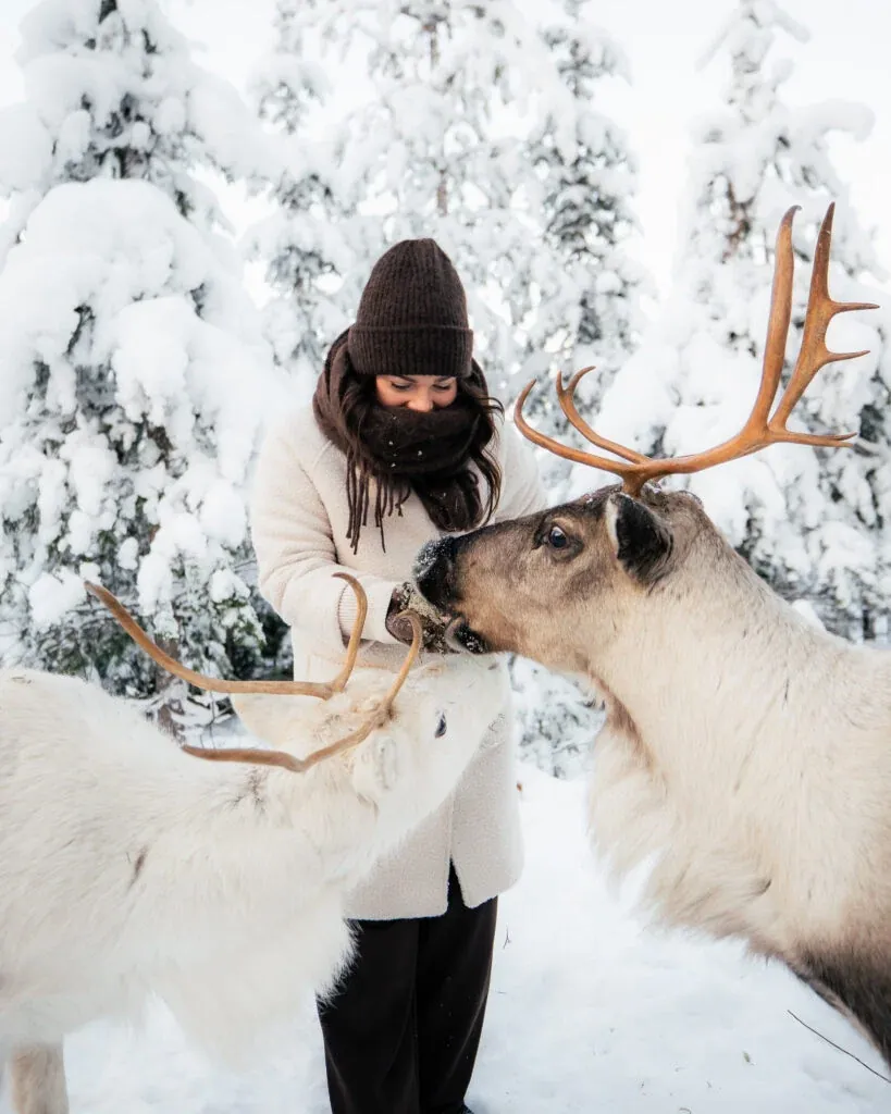 Daytime Reindeer Safari - 3-hour Wilderness Experience in Rovaniemi