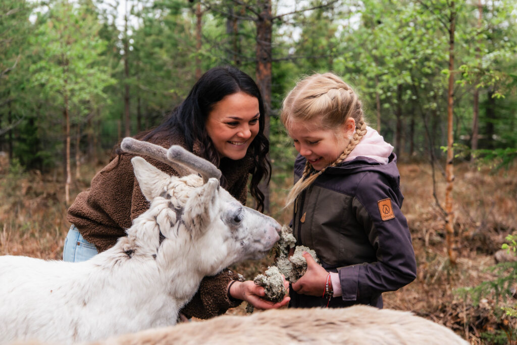 Taava Reindeer Farm – Reindeer & Lapland Traditions Year-Round