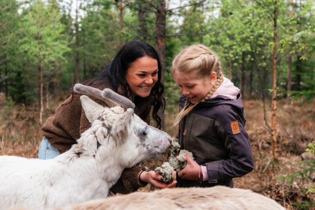 Taava Reindeer Farm – Reindeer & Lapland Traditions Year-Round
