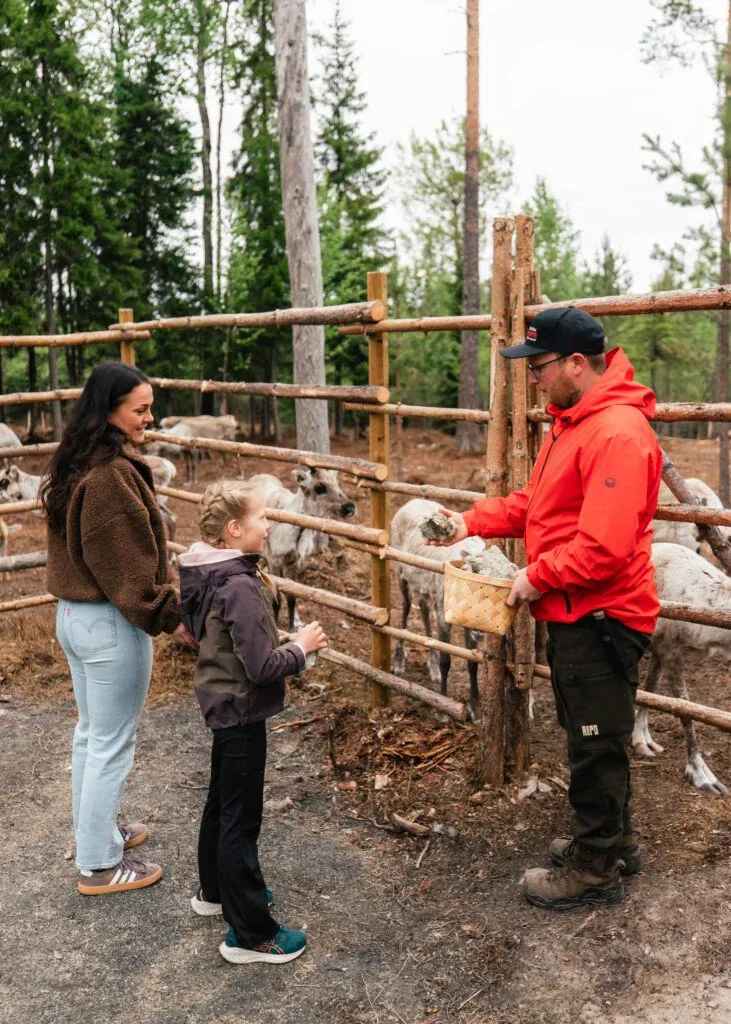 Taava Reindeer Farm – Reindeer & Lapland Traditions Year-Round