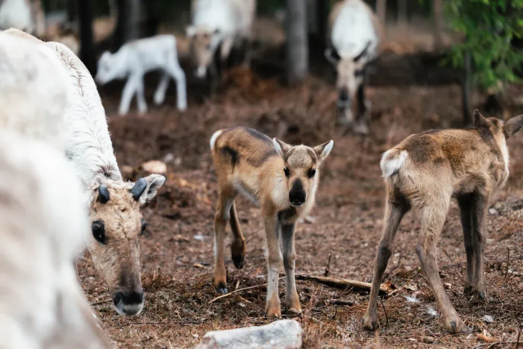 Taava Reindeer Farm – Reindeer & Lapland Traditions Year-Round