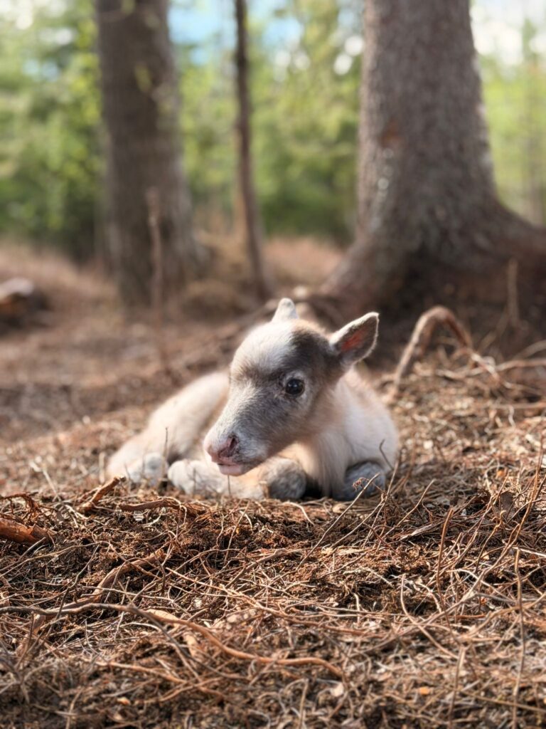 Taava Reindeer Farm – Reindeer & Lapland Traditions Year-Round