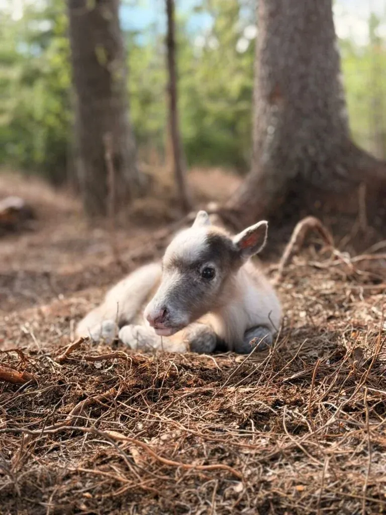 Taava Reindeer Farm – Reindeer & Lapland Traditions Year-Round