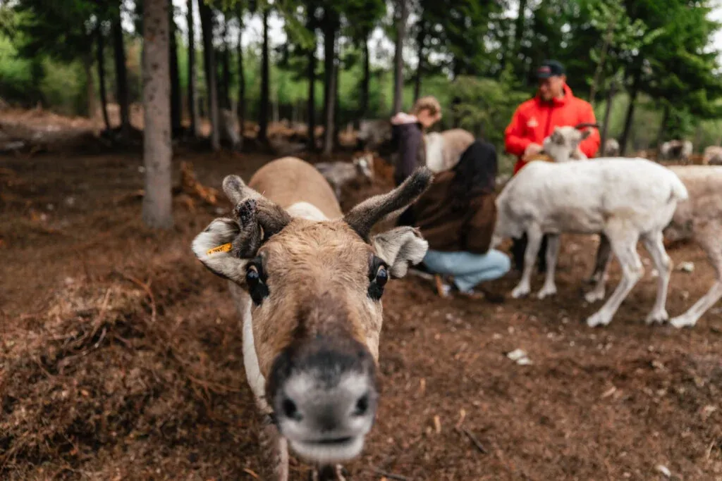 Taava Reindeer Farm – Reindeer & Lapland Traditions Year-Round