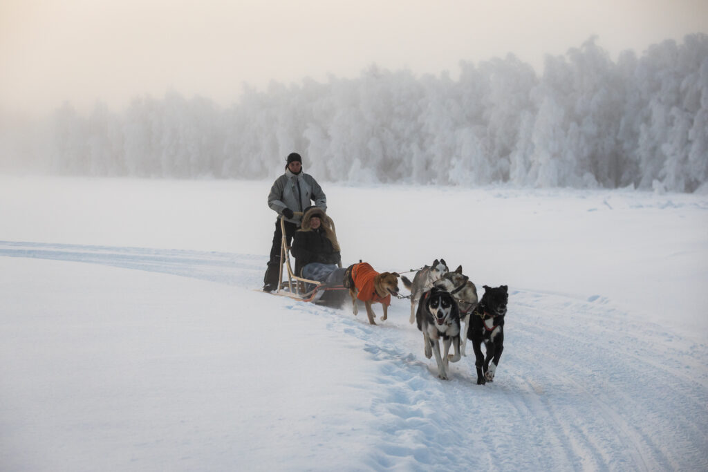 Wild Run - 5 km husky safari
