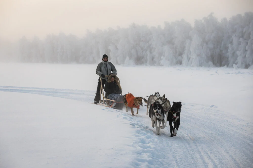 Wild Run - 5 km husky safari