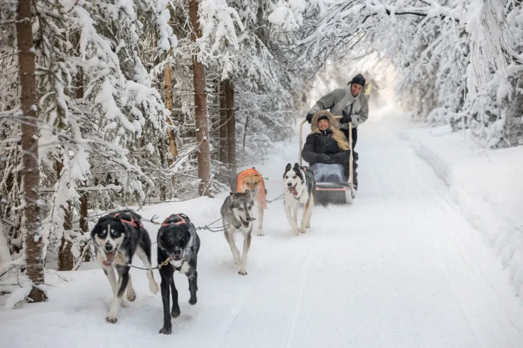 Wild Run - 5 km husky safari