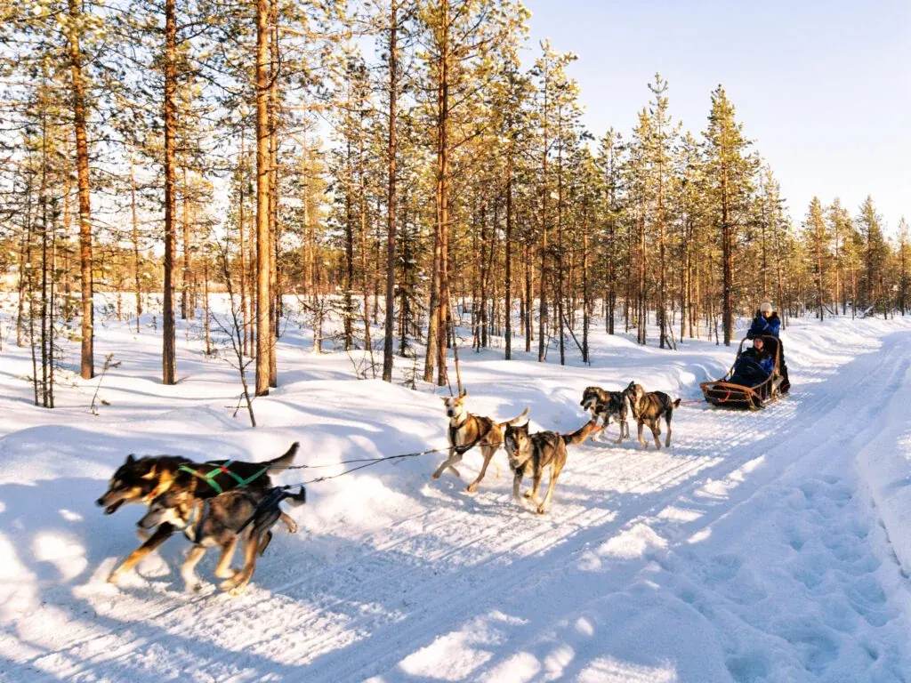 Wild Run - 5 km husky safari