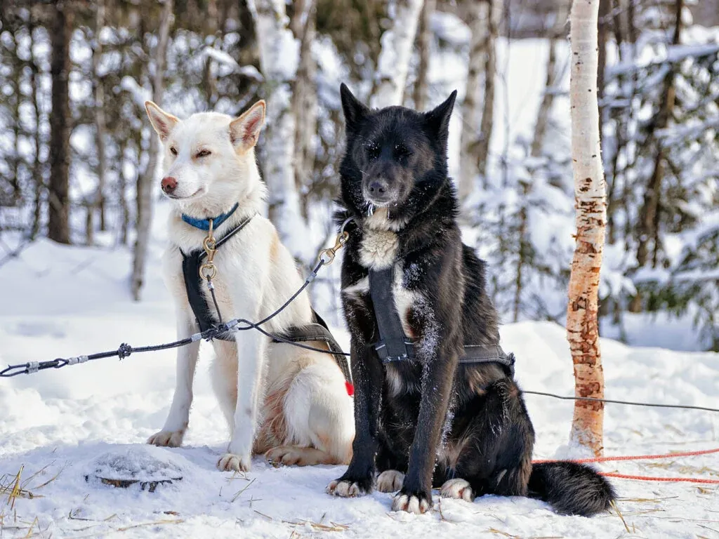 Wild Run - 5 km husky safari