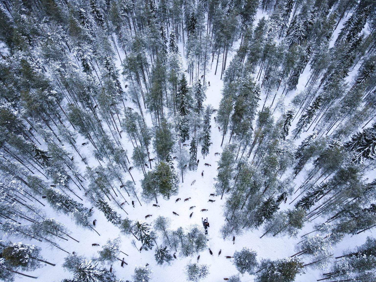 The traditional reindeer farm is located in the middle of Taiga forest