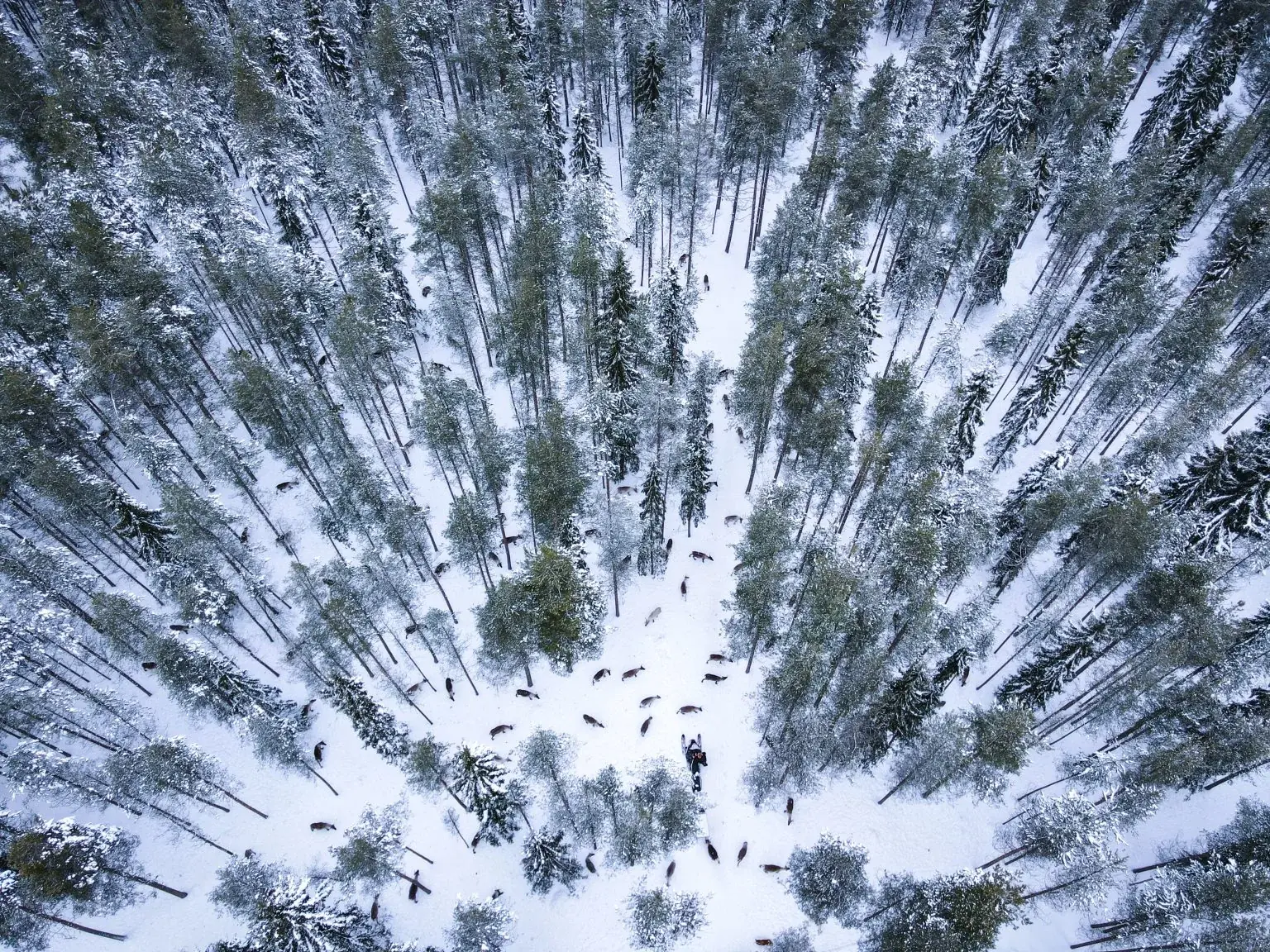 The traditional reindeer farm is located in the middle of Taiga forest