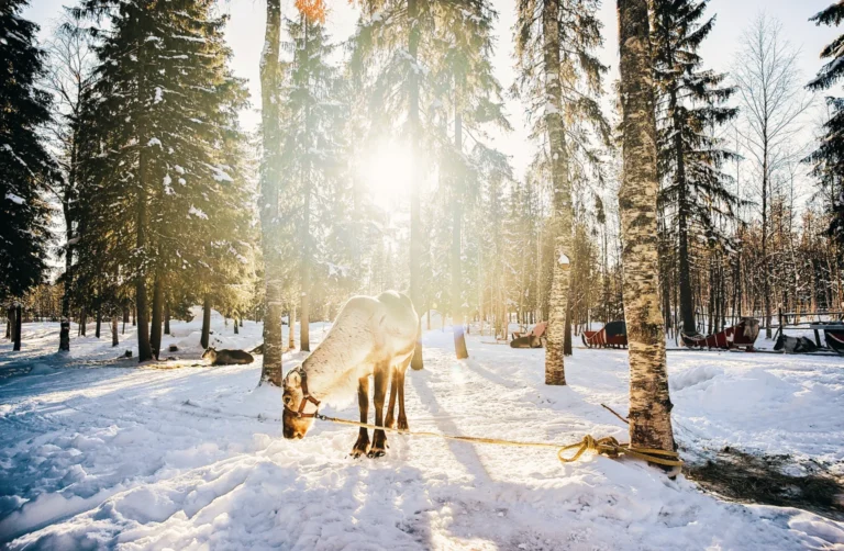 Reindeer farm visit and sleigh ride in Rovaniemi